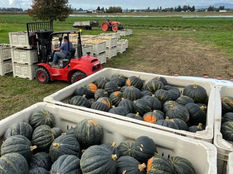 Cured Winter Squash Boasts Big Flavor   — Organically Grown Company