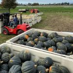 Cured Winter Squash Boasts Big Flavor   — Organically Grown Company