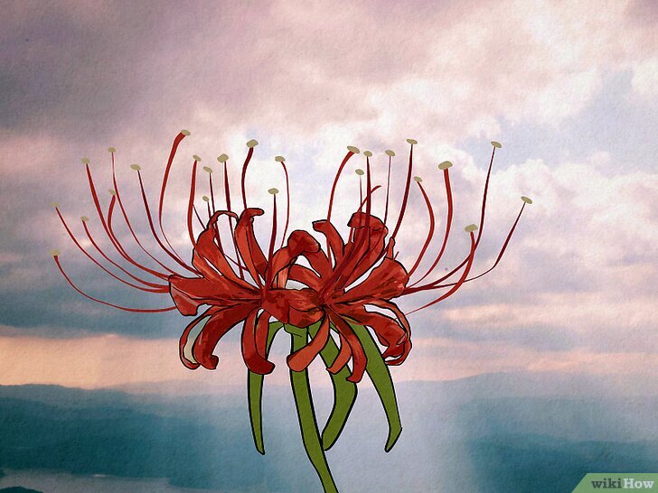 Red Spider Lily Meaning Step 2 Version 2.jpg