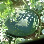 Preparing your Soil in Raised Beds