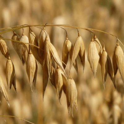 oat based ceramides