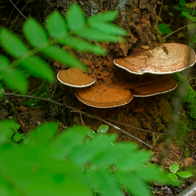 chaga mushroom