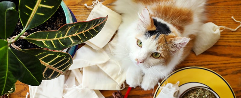 Catnip: Beneficial Herb for Humans and Cats + DIY Cat Toy Ideas
