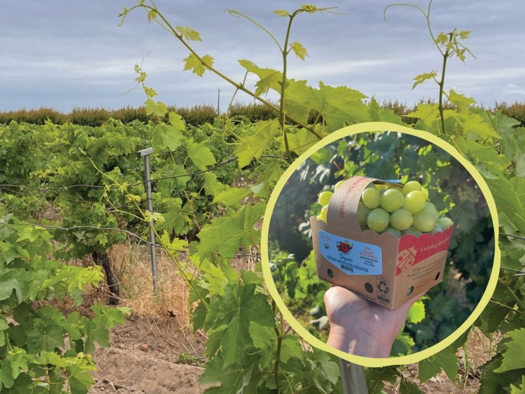 Crush Summer Sales with Great Grapes — Organically Grown Company