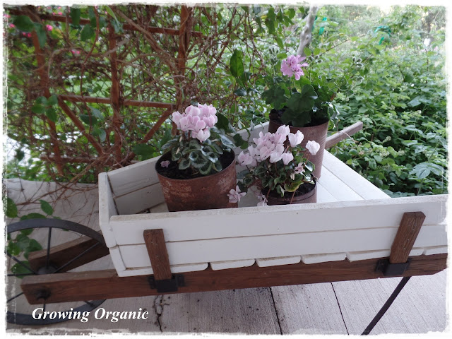 Early Summer Garden Chores