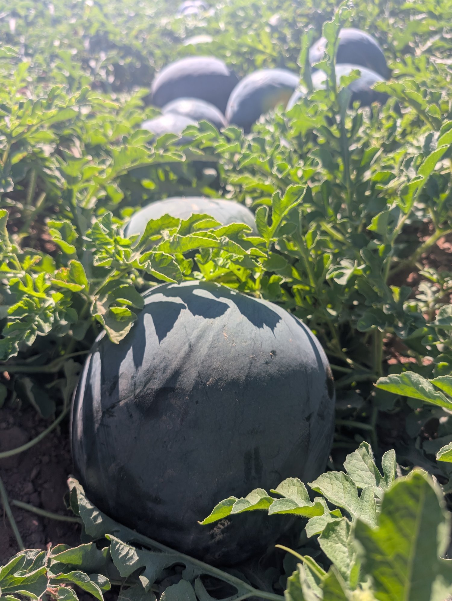 It’s Time for Months of Melon Magic — Organically Grown Company