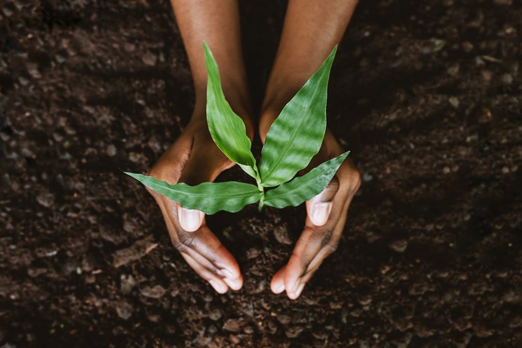 Poems of Perseverance: A Juneteenth Reflection on Black Herbal Legacy 