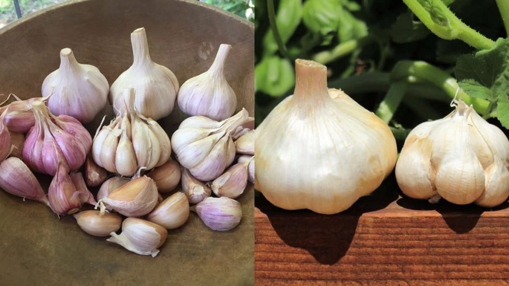 Softneck vs. Hardneck Garlic: What’s the Real Difference?