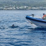 What is Dolphin Safe Canned Tuna, And How Does The Mark Work?