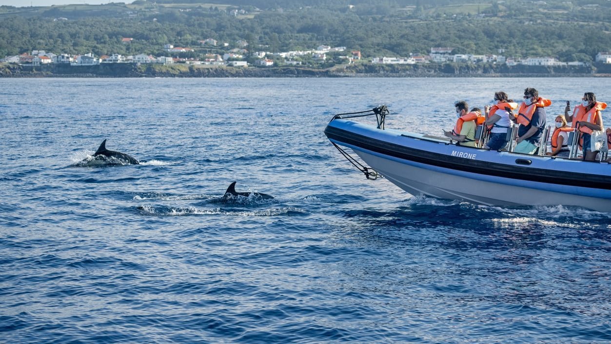 What is Dolphin Safe Canned Tuna, And How Does The Mark Work?