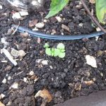 Wordless Wednesday: A Garden’s Progress