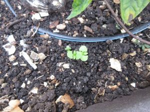 Wordless Wednesday: A Garden’s Progress