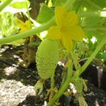 YouTube: Cool Cucumber Varieties to Grow