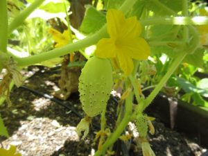 YouTube: Cool Cucumber Varieties to Grow