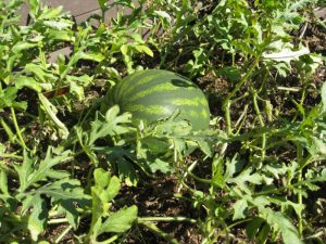 YouTube: Growing Watermelons from Seed In Small Spaces