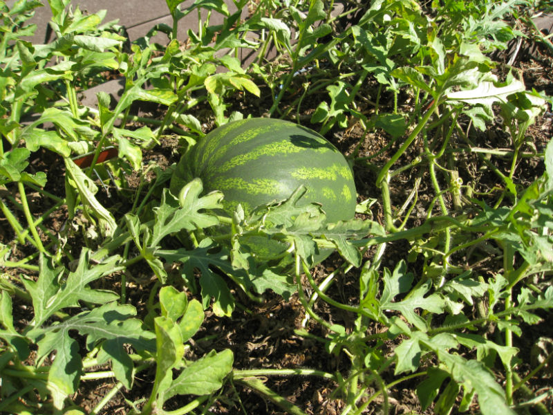 YouTube: Growing Watermelons from Seed In Small Spaces