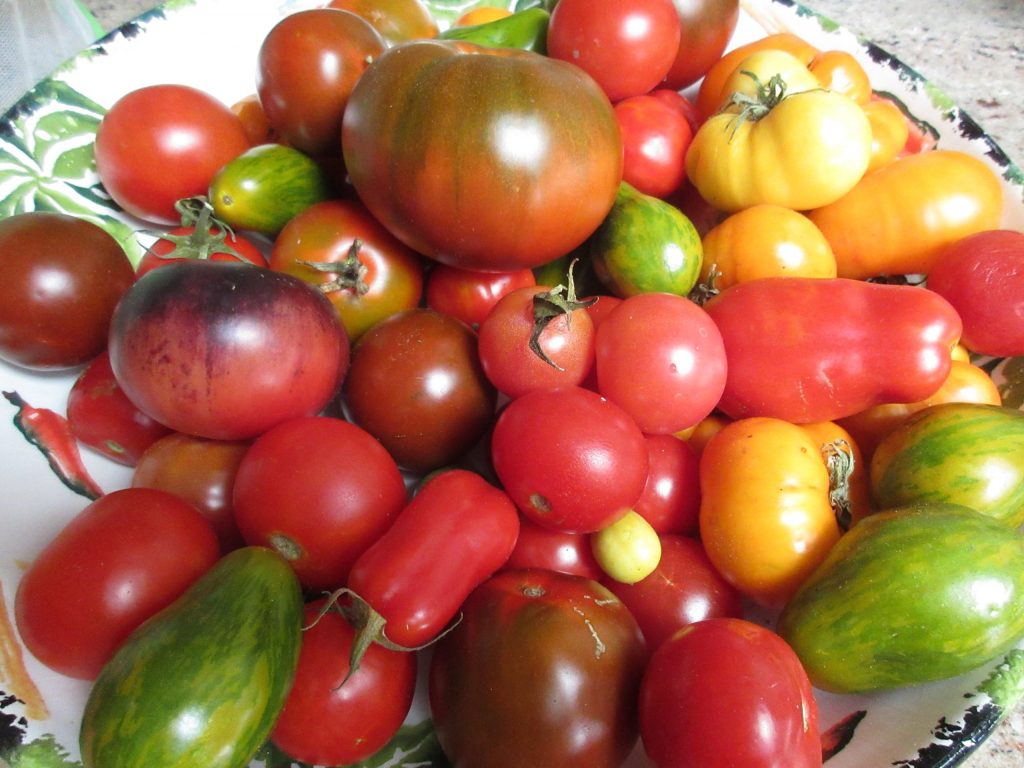 Tomato harvest